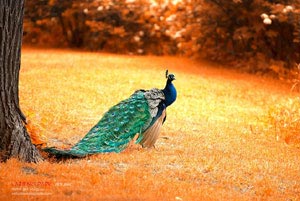 摩纳哥停滞不前，精神和士气急需提升